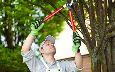 Tree Trimming